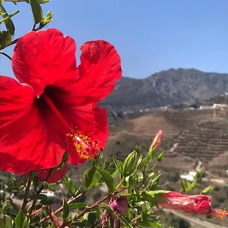 Casa El Olivo *